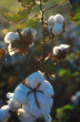 organic cotton products